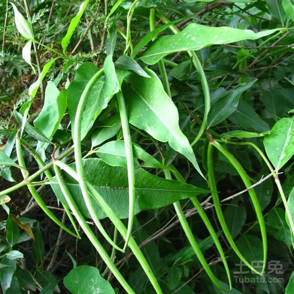 梓树图片介绍