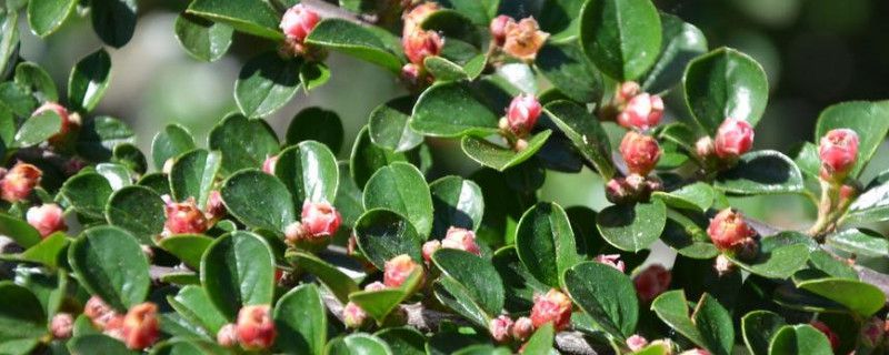 平枝栒子与珍珠荀子区别(白花珍珠荀子百度百科)