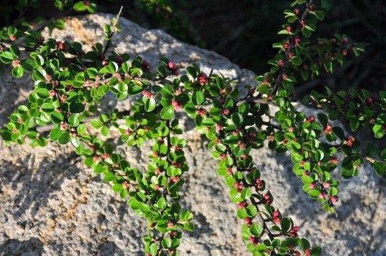 平枝栒子与珍珠荀子区别(白花珍珠荀子百度百科)