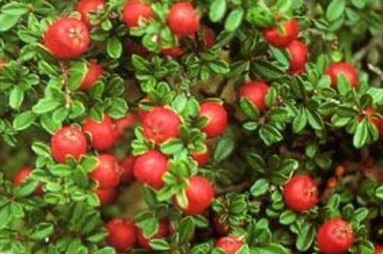 平枝栒子与珍珠荀子区别(白花珍珠荀子百度百科)