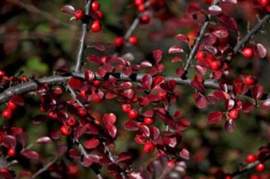 平枝栒子与珍珠荀子区别(白花珍珠荀子百度百科)