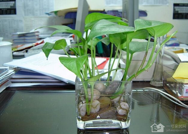水培花卉养殖的方法 玻璃瓶花瓶最适合养什么植物