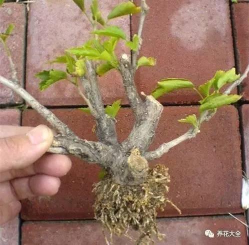 养花种菜谁还花钱，1个塑料瓶就搞定！
