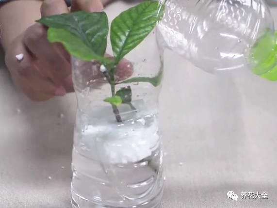 养花种菜谁还花钱，1个塑料瓶就搞定！