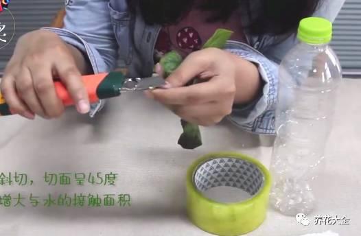 养花种菜谁还花钱，1个塑料瓶就搞定！