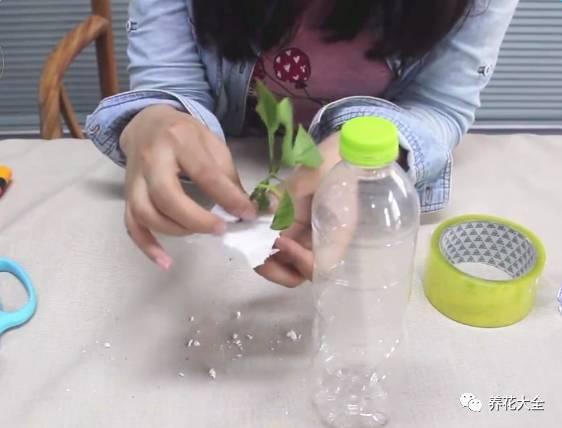 养花种菜谁还花钱，1个塑料瓶就搞定！