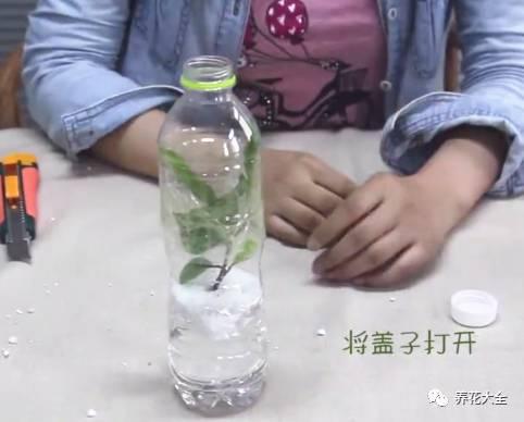 养花种菜谁还花钱，1个塑料瓶就搞定！