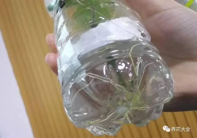养花种菜谁还花钱，1个塑料瓶就搞定！