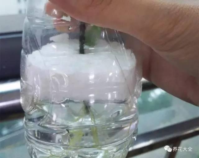 养花种菜谁还花钱，1个塑料瓶就搞定！