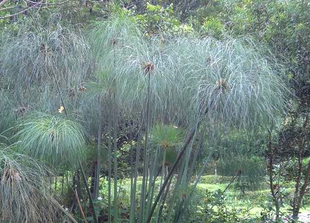 埃及莎草是一种什么植物？埃及莎草的别名及简介