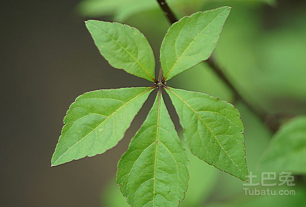 刺五加叶的功效与作用有哪些