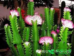 巴西龙骨的养殖方法和注意事项