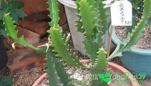 巴西龙骨的养殖方法和注意事项