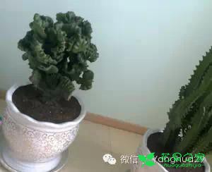 巴西龙骨的养殖方法和注意事项
