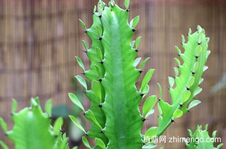 龙骨花喜欢什么肥？用这两种肥料
