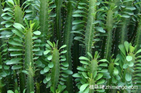 龙骨花喜欢什么肥？用这两种肥料