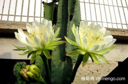 龙骨花喜欢什么肥？用这两种肥料