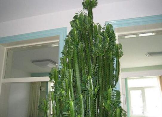 龙骨花的病虫害防治方法