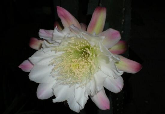 龙骨花什么时候开花，龙骨花花期多长/7月开花开5个月