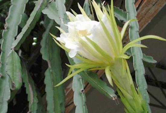 龙骨花什么时候开花，龙骨花花期多长/7月开花开5个月
