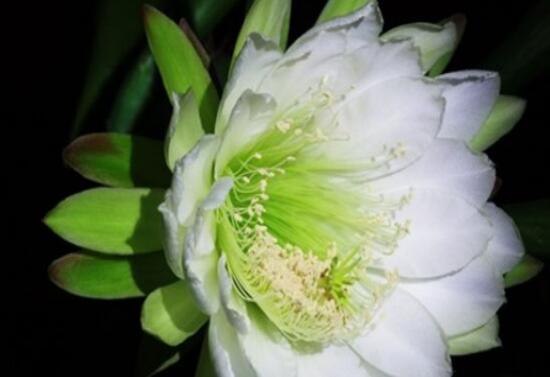 龙骨花什么时候开花，龙骨花花期多长/7月开花开5个月