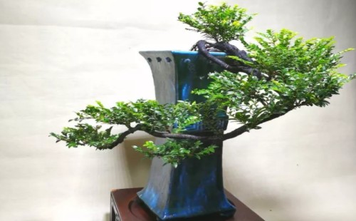 黑骨茶为什么那么贵