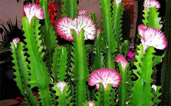 龙骨花放哪风水好 龙骨花摆放禁忌