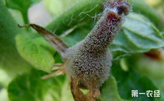 植物灰霉病用什么药？灰霉病特效药