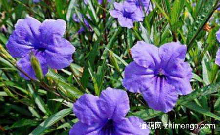 灰莉一直不开花怎么办