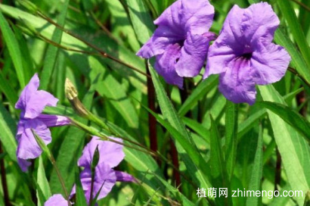 灰莉一直不开花怎么办