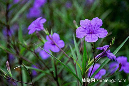 灰莉一直不开花怎么办