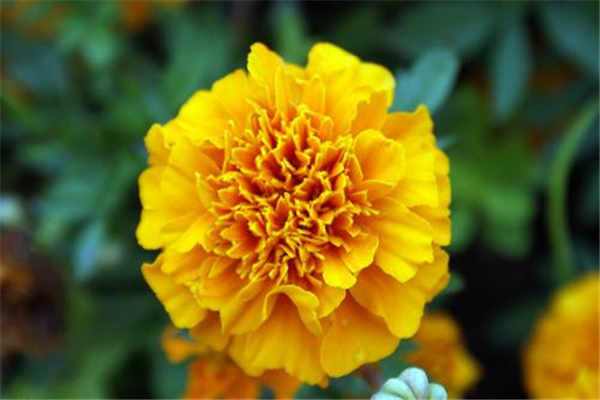 2020年教师节是几月几日 送老师的鲜花