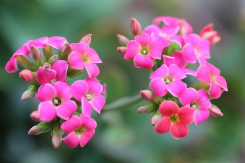 高雅鲜花表心意 花语千千万你送对了吗？
