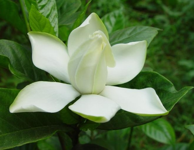 高雅鲜花表心意 花语千千万你送对了吗？