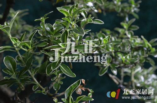 金边六月雪的繁殖方法 金边黄杨和金边六月雪的区别