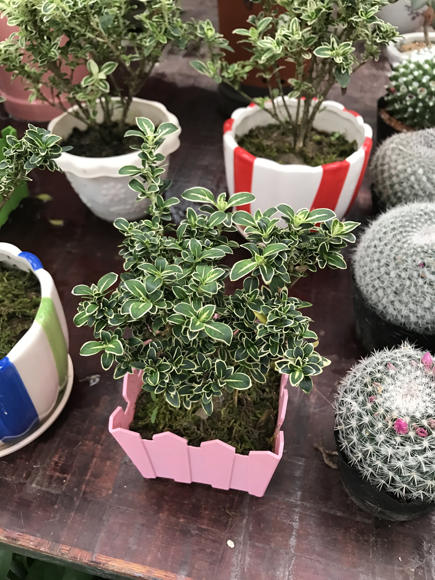 金边六月雪冬天怎样养，冬天落叶吗