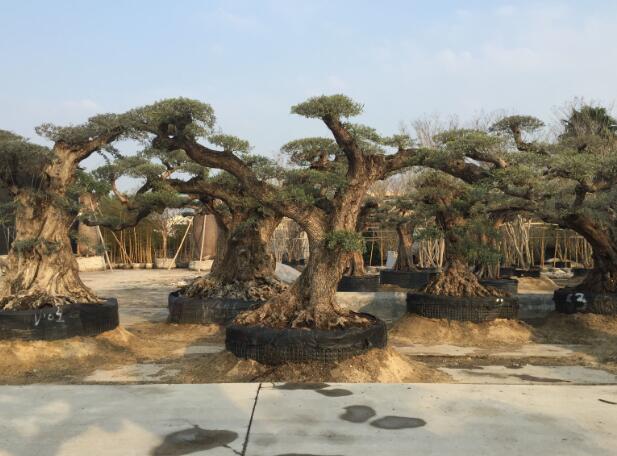 2019年橄榄树苗价格多少钱一棵？种植要点有哪些？