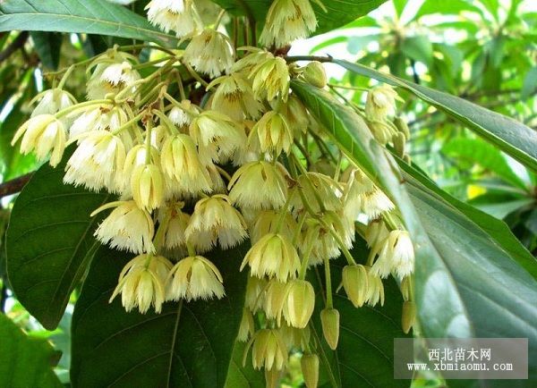 杜英的栽培要点