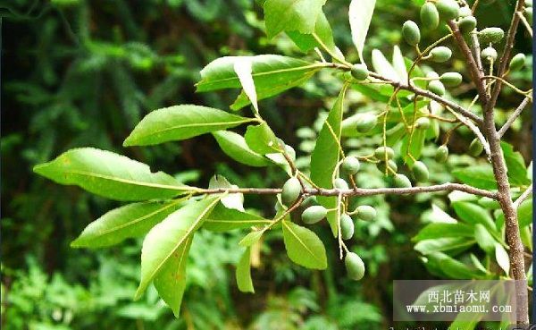 山杜英的简介及病虫害防治