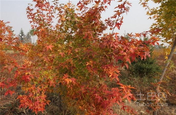 五角枫图片欣赏，种植技术这里最全