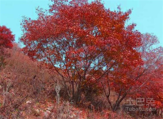 五角枫图片欣赏，种植技术这里最全