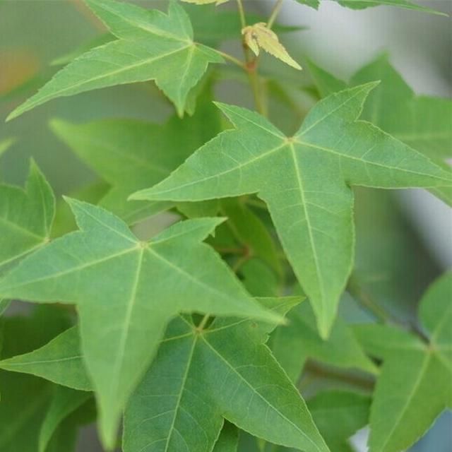 五角枫播种苗木培育技术