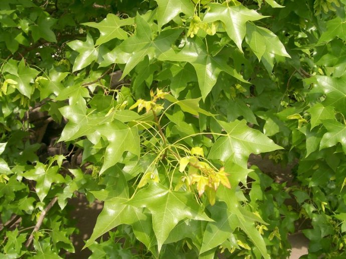 五角枫的栽植技术和病虫害防治