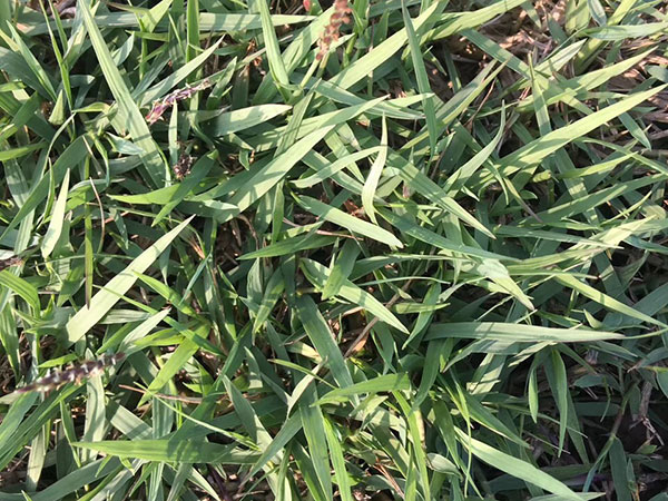 中国结缕草种子每亩地的播种量是多少