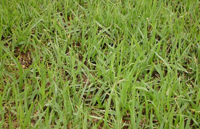结缕草的种植技术介绍