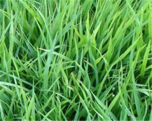 结缕草草坪优缺点 结缕草什么时候种植