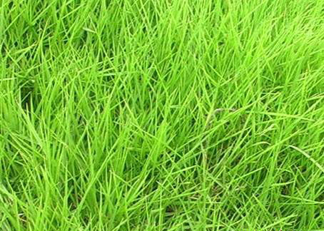 细叶结缕草是一种什么植物？细叶结缕草的别名及简介