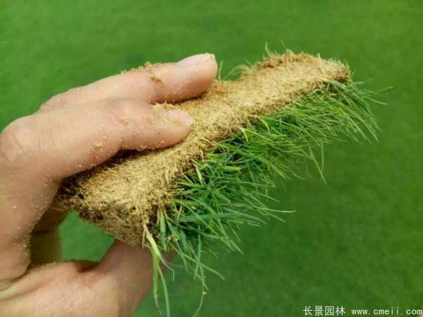 结缕草与台湾二号有什么区别？