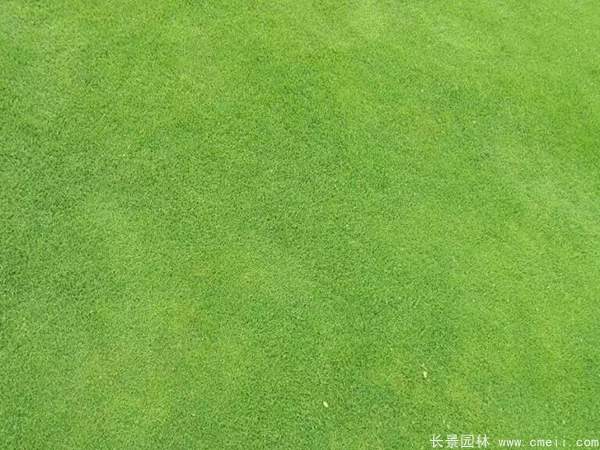 结缕草与台湾二号有什么区别？