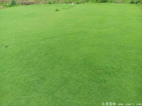 结缕草与台湾二号有什么区别？